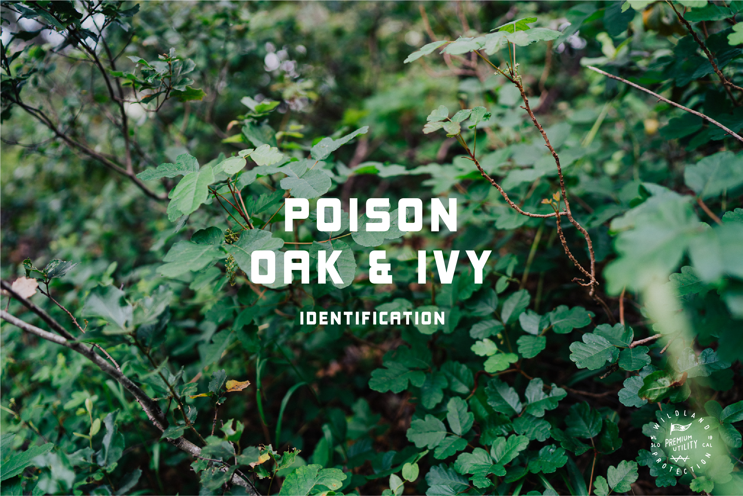 Identifying Poison Oak and Ivy